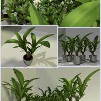 Indoor plant by dennish2010 