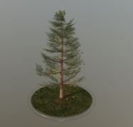 Pine Tree - 12 Meter